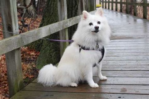 American Eskimo Dog--Small Dog Breed Profile