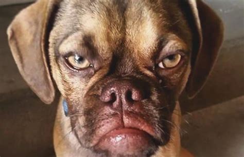 Grumpy Puppy Is the New Grumpy Icon of Our Time | Complex