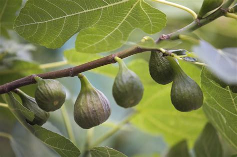 Fig Tree (Chicago Hardy) - Restoring Eden