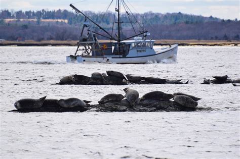 Seal Walks - Seacoast Science Center