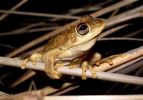 Northern Laughing Tree Frog | Western Australian Museum