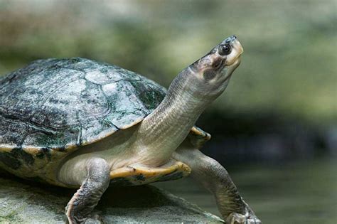 10 Different Turtles with Long Necks (Pictures) - Reptile Jam