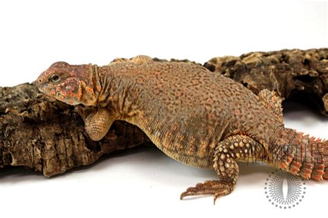 Nigerian Uromastyx - Orange