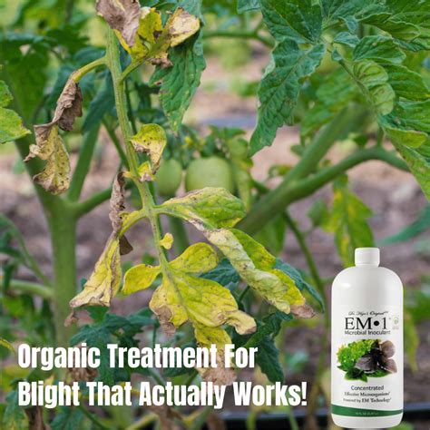 How to prevent blight from ruining your tomatoes