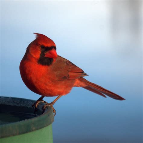 Northern Cardinal at the bird bath | Mike's Birds | Flickr