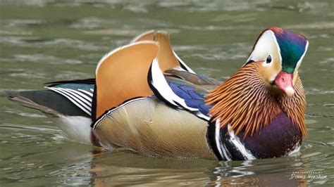 Home - Mandarin Duck Central Park