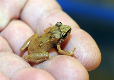 Puerto Rico’s beloved coqui frog is disappearing | Puerto rico history ...