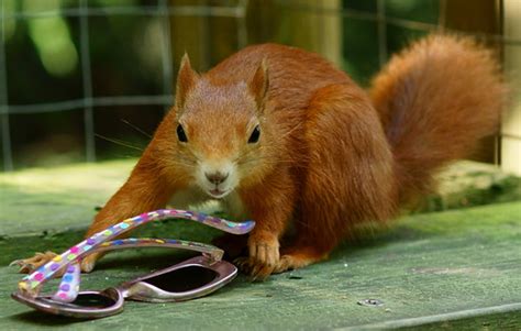 Shady Character | At the British Wildlife Centre, Newchapel,… | Flickr