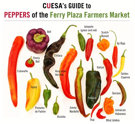 From Sweet to Heat: A Farmers Market Guide to Peppers