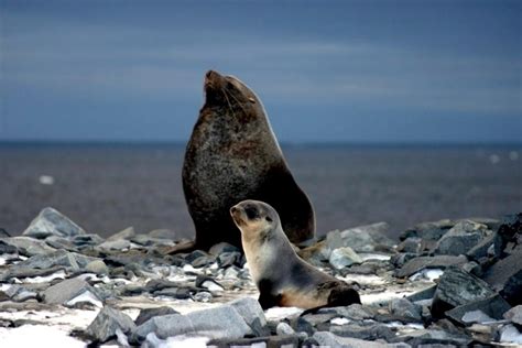 Antarctic Fur Seal – "OCEAN TREASURES" Memorial Library