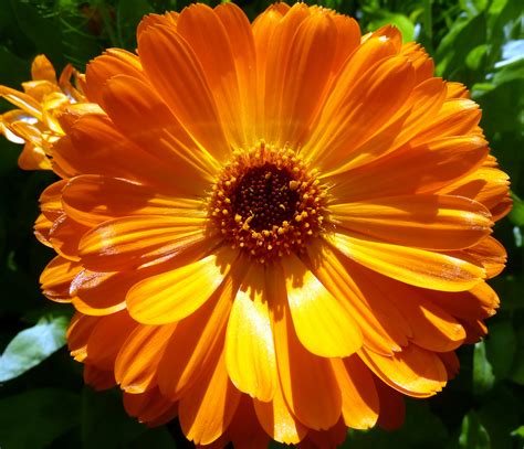 File:Orange flower (7433774546).jpg - Wikimedia Commons