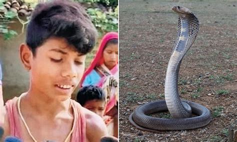 Indian Cobra Snake Attack