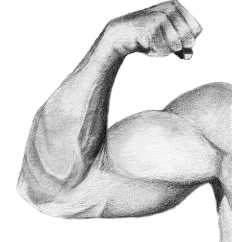 Biceps Practice by philippeL on DeviantArt