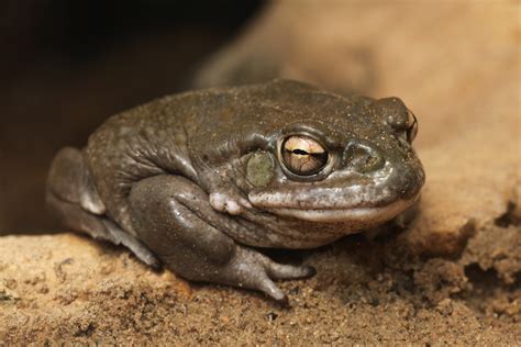 Sonoran Desert Toads and Dogs | Pima County Public Library