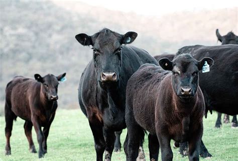 Where to Purchase Black Angus Cattle in the Western U.S