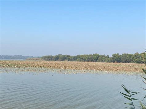 Chandigarh’s Famous Sukhna Lake Losing Its Migratory Birds | NewsClick