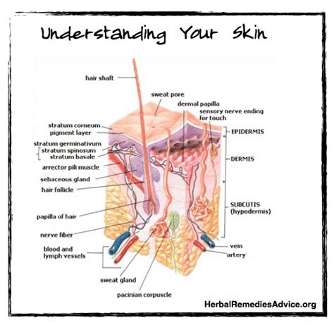 Integumentary System Functions