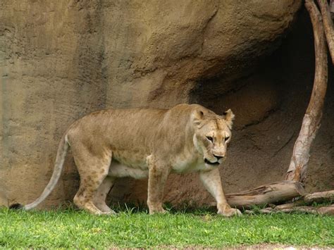 Free stock photo of leon, Metro Zoo, miami