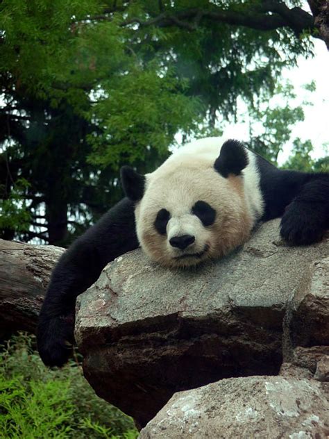 Tired Panda by purplegoosey on DeviantArt