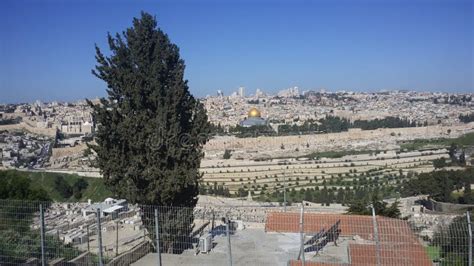 View of the Holy Places of Jerusalem. Stock Photo - Image of forest ...