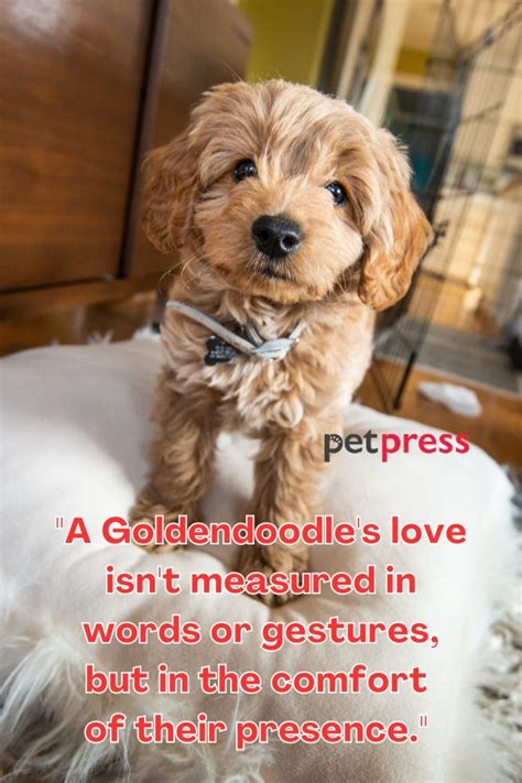 50+ Inspiring Goldendoodle Quotes for a Happy Life - PetPress