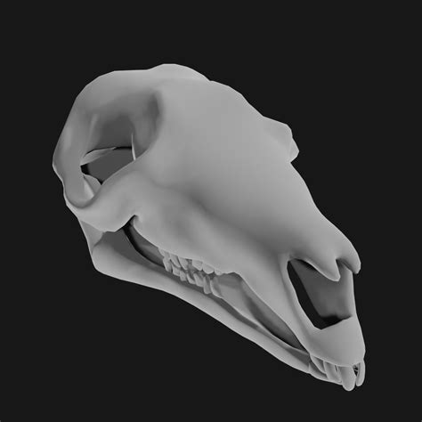 3D Skull Of Kangaroo - TurboSquid 1964801