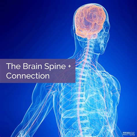 The Brain + Spine Connection - Huntsville, Madison, Alabama Chiropractor