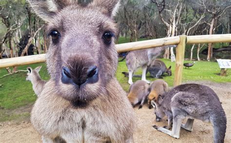 Moonlit Sanctuary Wildlife Conservation Park Tickets