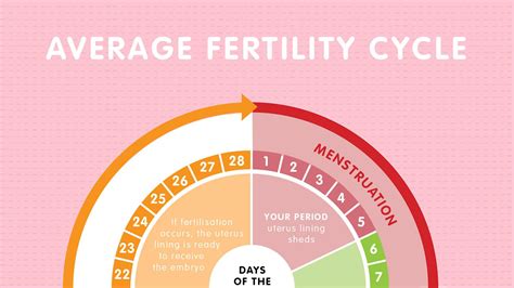 How To Find Out Fertile You Are - Relationclock27