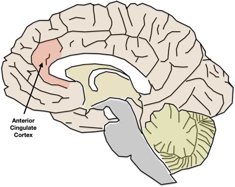 Depression I: Neuroanatomy of Depression – Nyby's Nerdy Neuroscience Narratives