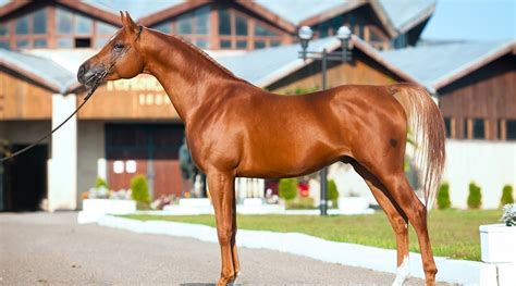 8 Things You May Not Have Known About Arabian Horses Horses Horse - Vrogue