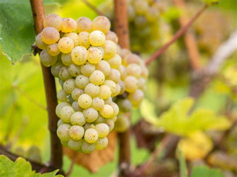 Riesling 101 - What You Should Know