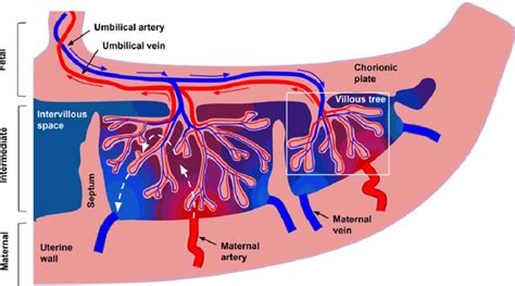 The Placenta Diagram