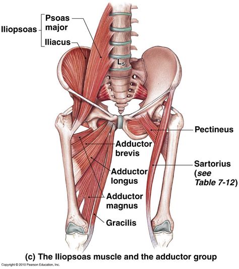 Adductors of the hip | Body muscle anatomy, Muscle anatomy, Hip muscles anatomy