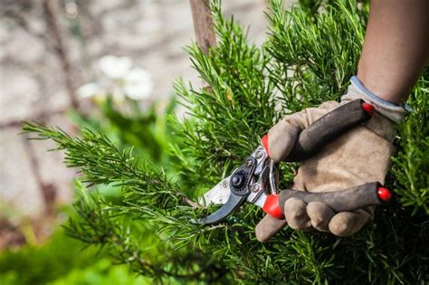 How To Prune Rosemary For An Endless Supply Of Fresh Herbs | Gardening ...