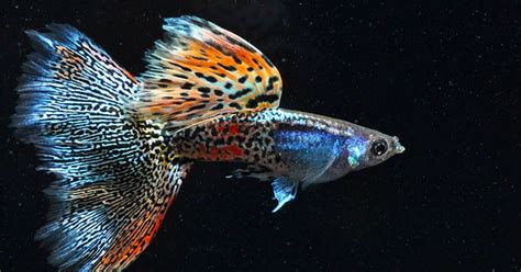 Where to Buy High-Quality Breeding Show Guppy in the Philippines