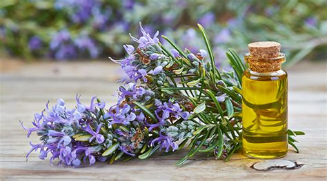 Do You Know These 6 Health Benefits & Uses for Rosemary Essential Oil?