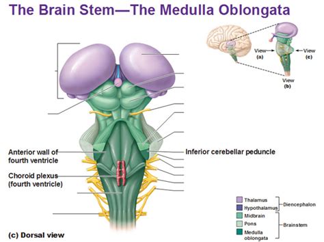 What is the medula oblongata? | Socratic