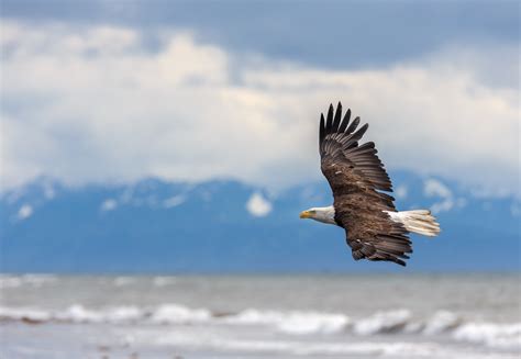 Alaskan Bald Eagle - Alaska Wildlife Rescue