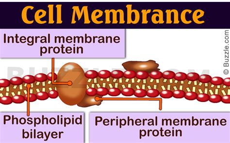 Difference Between Peripheral and Integral Membrane Proteins