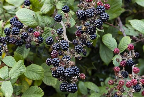 Bramble Foraging - Town End Farm