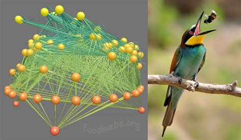 Structure and Dynamics of Niche-Overlap Graphs | FRISAM