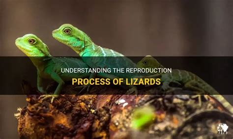 Understanding The Reproduction Process Of Lizards | PetShun