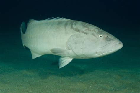 Gulf Grouper | NOAA Fisheries