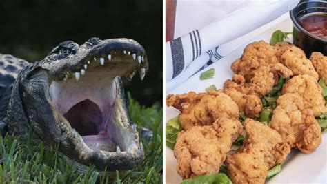 The fascinating history of gator meat and its place in Cajun cuisine ...