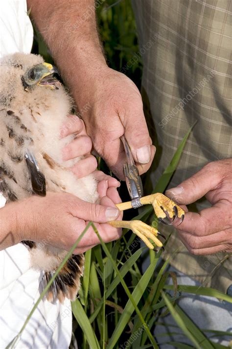 Bird Banding - Stock Image - C003/3552 - Science Photo Library