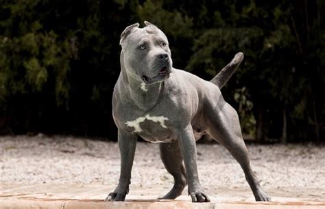 Common Mistakes XL American Bully Owners Make (and How to Avoid Them)