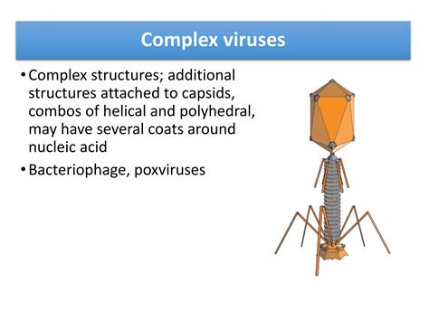 Virus structure | PPT