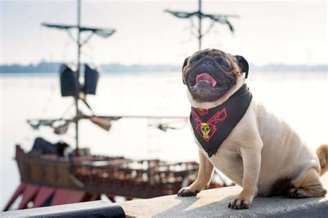 300 Pirate Dog Names for Your Pooch! Yaaaar, Mutt Matey!