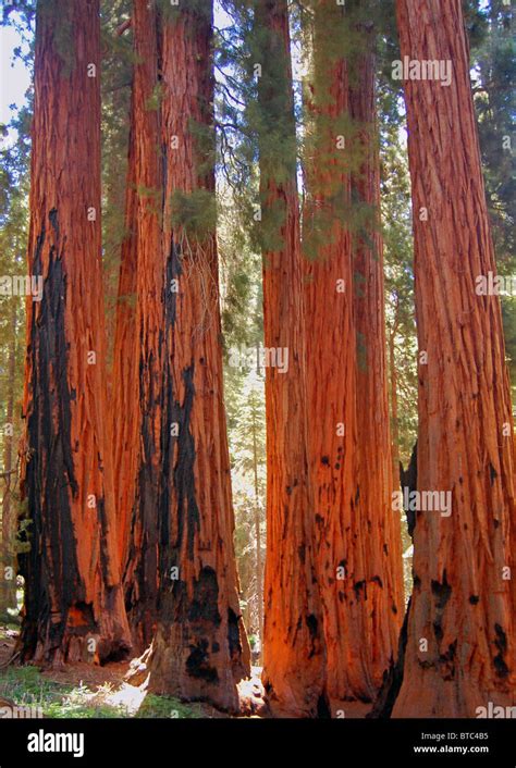 giant sequoia trees Stock Photo - Alamy